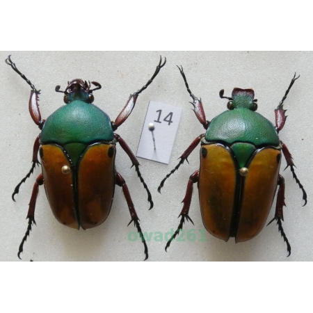 Eudicella smithii (MacLeay, 1838) pair ex. ovo Zair14